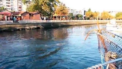 www ereglionder com tr termik santrale karsi eregli sahilinde yuzdu