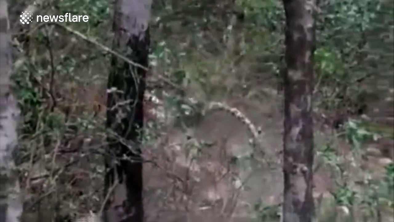 Tiger kills leopard in rare attack