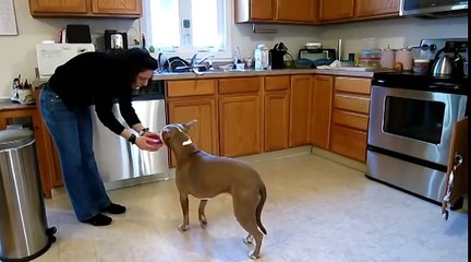 Cette femme s'installe sur le plancher de sa maison, ce que son pitbull fait a laissé le monde entier sans voix!
