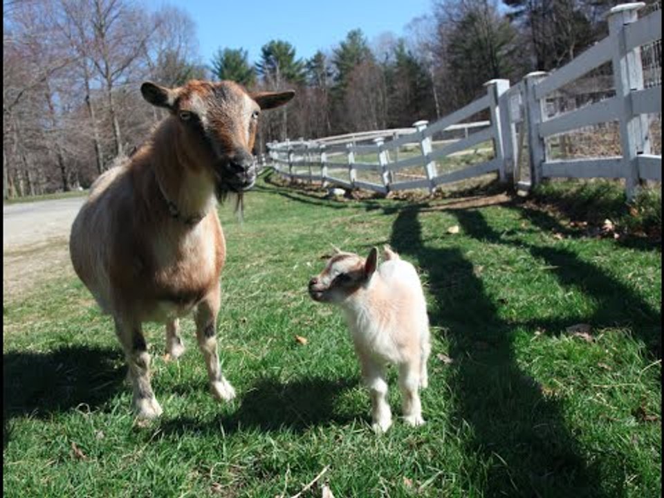 Baby Goat Nails the Art of Walking