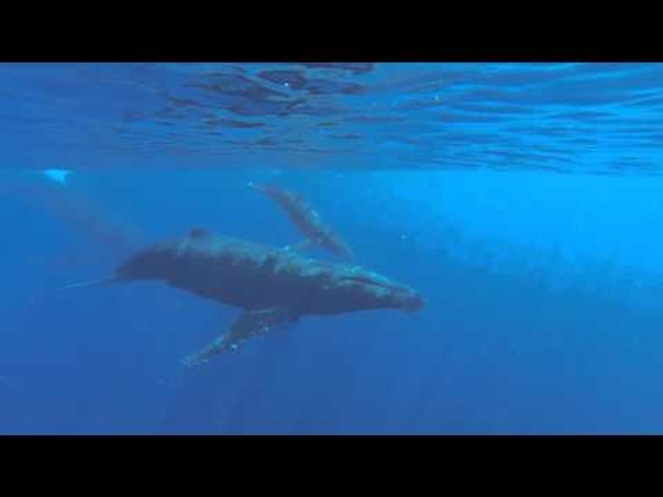 Humpback Whale Noises Recorded Off Hawaiian Coast