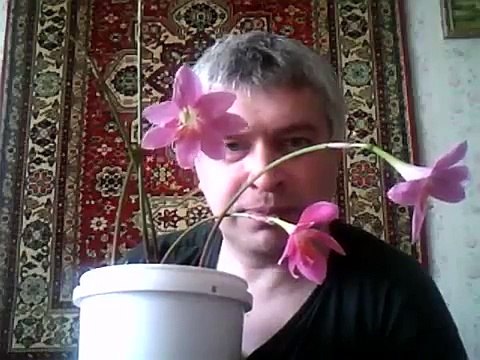 В горшке цветёт розовый цветок розовые цветы цветут