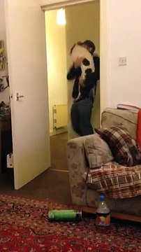 Ce chien retrouve son maître après une longue semaine d’absence…Des retrouvailles juste exceptionnelles !