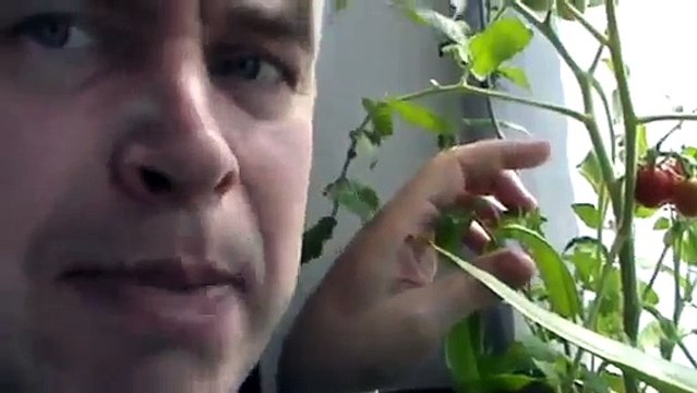 Красные помидоры на окне летом Помидор на подоконнике