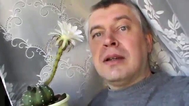 Мой любимый Белый кактус цветёт у меня в доме
