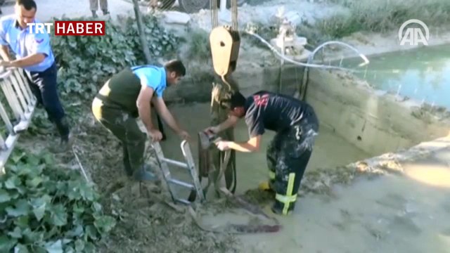 Havuza düşen ineği itfaiye ekipleri kurtardı