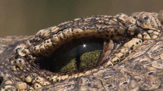 Самые опасные животные. Когда добыча атакует