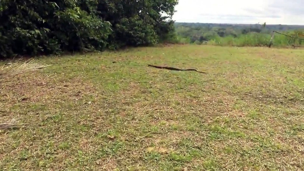 Femme courageuse bat un serpent très grand