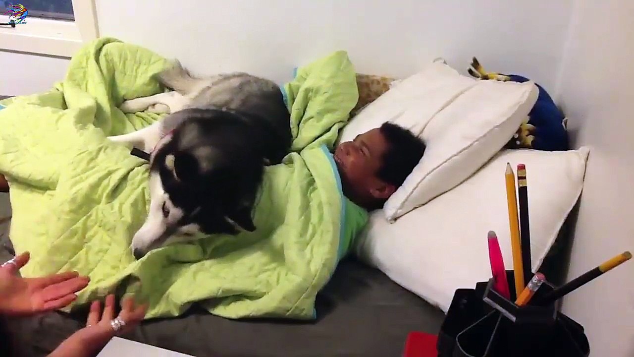 Sevimli Köpeğin Koruma İç Güdeleri