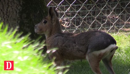 Deux nouvelles espèces au zoo de Plaisance-du-Touch