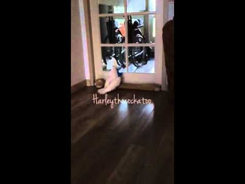 Clever Cockatoo Alerts Owners When the Doorbell Rings