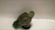This Cute Parrotlet Really Enjoys a Shower