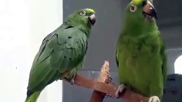 Два попугая пародируют пьяных людей )) Смеялся до слёз!