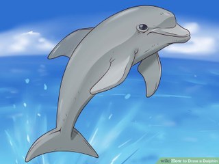 Learn How to Draw a Dolphin Step by Step 🐬