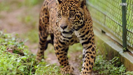 Matan a jaguar que posaba junto a la antorcha olímpica en Brasil