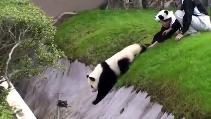 Kendine zorla zarar veren panda