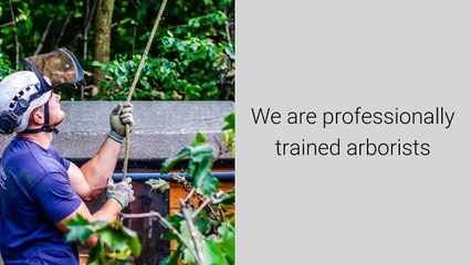 Tree Work In Nottingham - Call Us 07905675171 - Nottingham Tree Surgeons