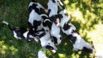 Rescue pups - Blue Tick Beagle puppies - 6 weeks old. 10 pups