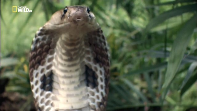 Самые опасные животные. Индия
