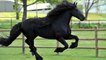 Avec sa crinière impressionnante, ondulée, brillante, Il a été élu le plus beau cheval du monde !