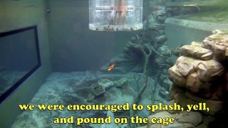 Cage of Death- Swimming with Crocodiles! Australia
