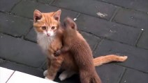 Incroyable amitié entre un chat et une belette !