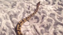 Funny Python Runs In Place on Fleece Blanket!