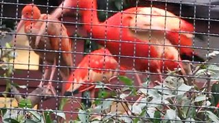 ZOO MENAGERIE - JARDIN DES PLANTES - ANIMAUX #19