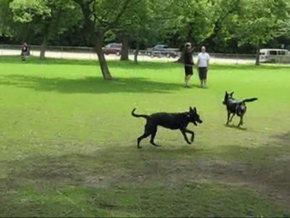 Dog Park 2