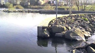 29.03.2011 (16:26) Hattingen: Fischpassage bei der Ruhrbrücke
