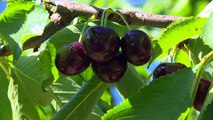 Northwest Cherries ( Cherry Vùng Tây Bắc Hoa Kỳ)