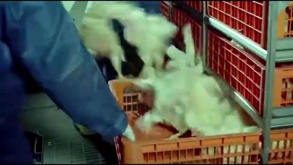 Anonymous Official announcement for the worldwide Humanity Party THumP