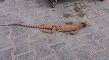 Şanlıurfa'da Nesli Tükenen Çöl Varanı Öldürüldü