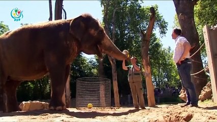 Elephant Zella predicts German victory over Slovakia in Euro 2016