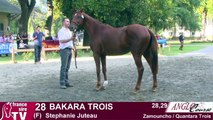 Lot 28 - Baraka Trois - Concours Elite AngloCourse Tarbes 2013
