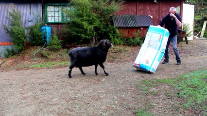 Un bouc devient fou et défonce un rouleau d'isolant... WTF