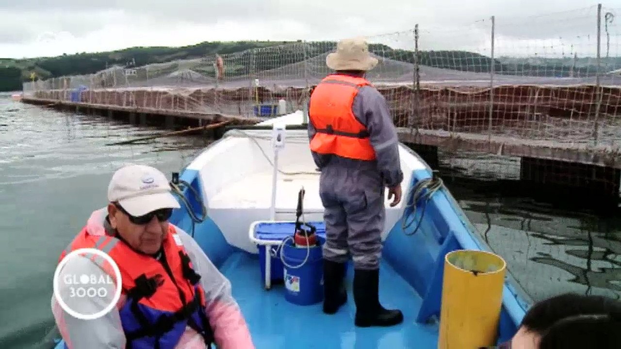 Algenpest auf der Insel Chiloé  | Global 3000