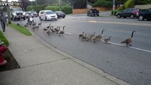 Des dizaines d'oies et leurs petits traversent la route.