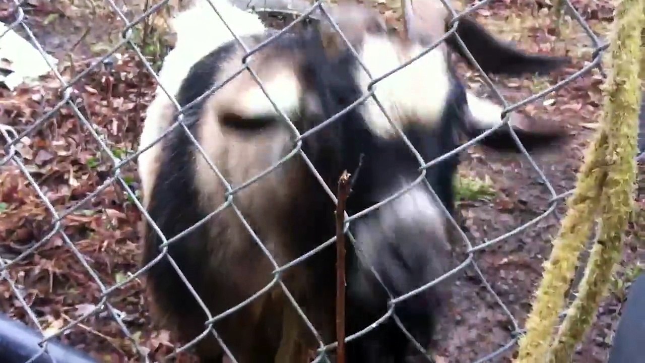 Une chèvre tarée qui fait des bruits chelou