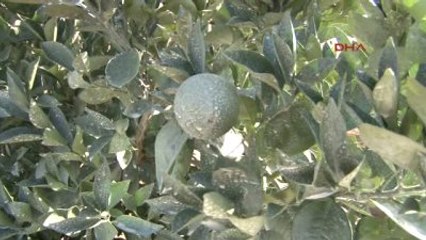 Adana Üreticiler Putin'e Mektubu Olumlu Buldu