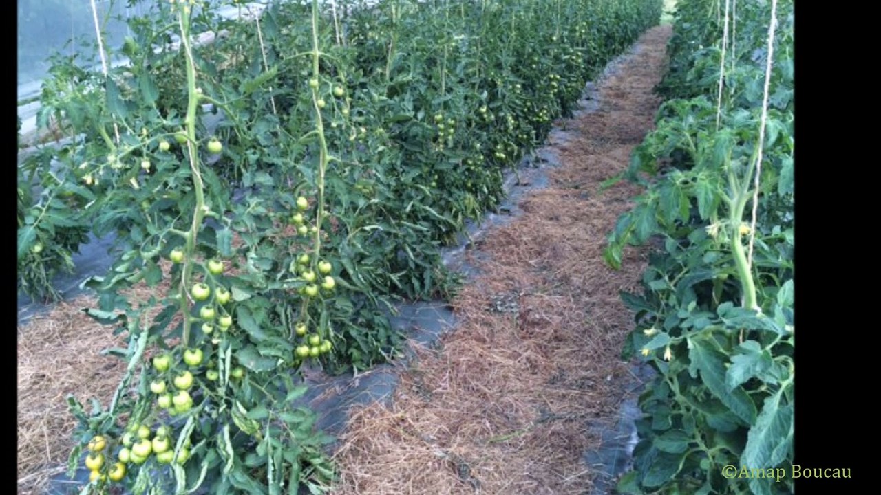 Plantations chez Quentin - 23 juin 2016 - Saubrigues (40)