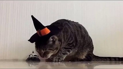 Дрессированный хозяин кормит кота по требованию. Готовьтесь посмеяться от души!