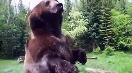 Un Orso Si Imbatte In Un Irrigatore: Gli Istanti Che Seguono Sono Uno SPETTACOLO Da Vedere