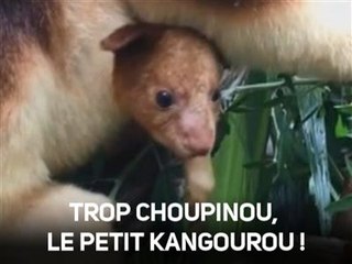 À quoi ressemble un bébé kangourou à la naissance ?