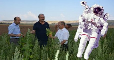 Astronot Yiyeceği 'Kinoa' Çankırı'da Yetiştirilecek