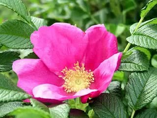 KINH TỤNG VU LAN BÁO HIẾU (4) ĐĐ. THÍCH TRÍ THOAT Tụng