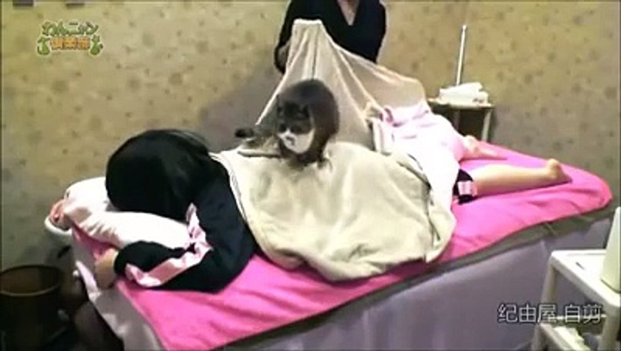Au Japon, vous pouvez désormais vous faire masser par des chats