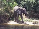 Elephant watering - River Nile, Murchison falls NP - Uganda