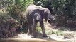 Elephant watering - River Nile, Murchison falls NP - Uganda