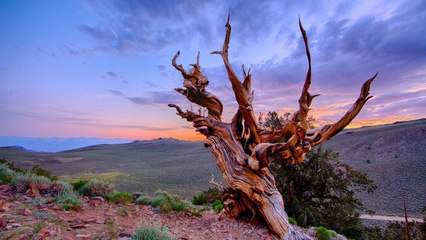 Top 10 Oldest Living Trees In the World 2016